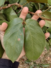 Hymenaea martiana