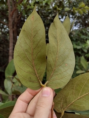 Hymenaea martiana