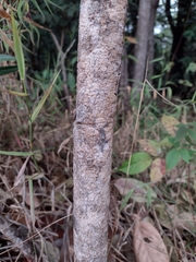 Hymenaea martiana