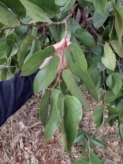 Hymenaea martiana
