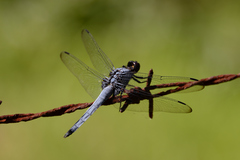Orthetrum melania