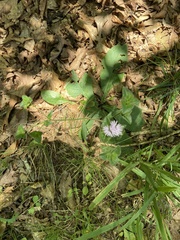 Elephantopus tomentosus