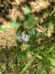 Elephantopus tomentosus