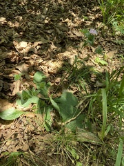 Elephantopus tomentosus