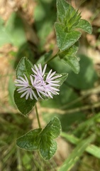 Elephantopus tomentosus