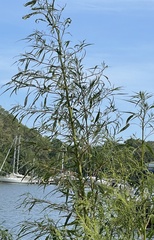 Amaranthus cannabinus