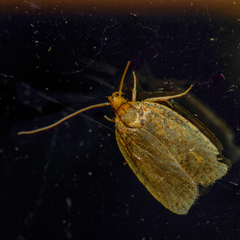 Agonopterix robiniella