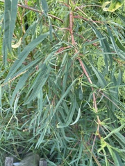 Amaranthus cannabinus