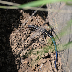 Plestiodon finitimus