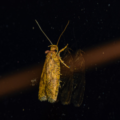 Agonopterix robiniella
