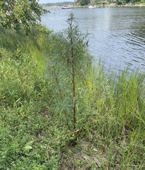 Amaranthus cannabinus