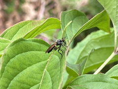Eudioctria sackeni