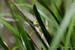 Hyla japonica