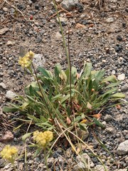 Eriogonum flavum