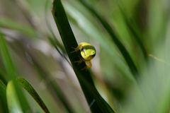 Hyla japonica