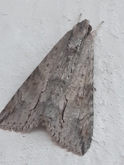 Melipotis acontioides