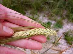 Hordeum distichon