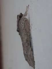 Melipotis acontioides