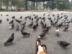 Columba livia