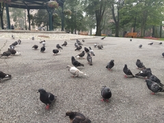 Columba livia