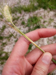 Hordeum distichon