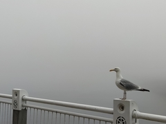 Larus argentatus image