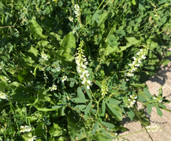 Melilotus albus