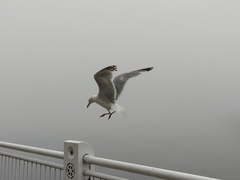 Larus argentatus image