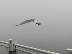Larus argentatus