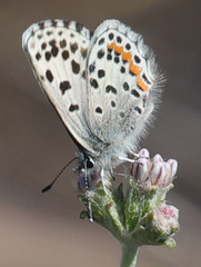 Euphilotes enoptes smithi