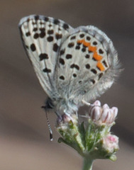 Euphilotes enoptes smithi
