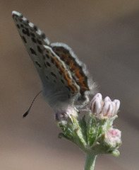 Euphilotes enoptes smithi