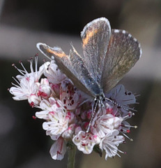 Euphilotes enoptes smithi