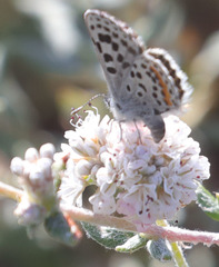 Euphilotes enoptes smithi