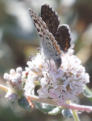 Euphilotes enoptes smithi