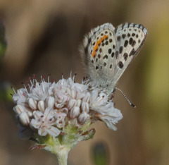 Euphilotes enoptes smithi