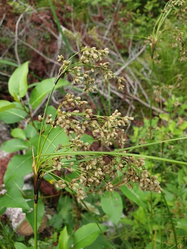 woolgrass (Scirpus cyperinus)
