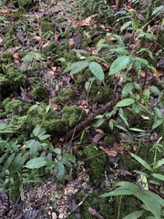 Streblus pendulinus