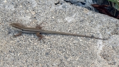 Podarcis siculus