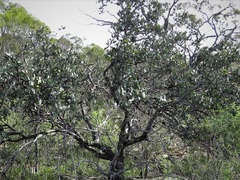 Santalum spicatum