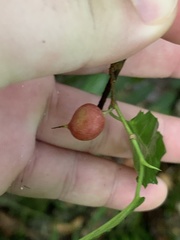 Streblus pendulinus
