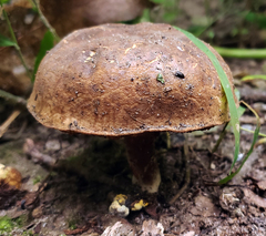 Cyanoboletus
