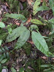 Streblus pendulinus