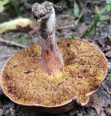 Cyanoboletus