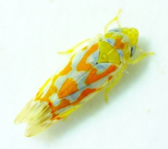 Erythroneura rubrella