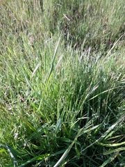 Festuca microstachys