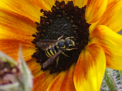 Paranthidium jugatorium
