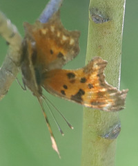 Polygonia oreas