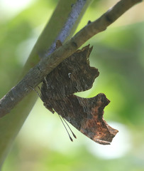 Polygonia oreas