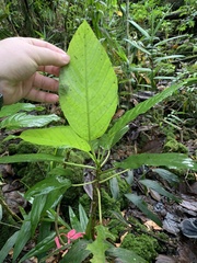 Dendrocnide latifolia